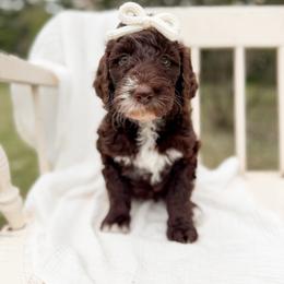 Mocha - Chocolate female Goldendoodle puppy in Ooltewah, Tennessee from Allison Family Doodles