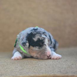 Light green collar male - Merle male Bernedoodle puppy in Scottsboro, Alabama from Dixie Land Doodles