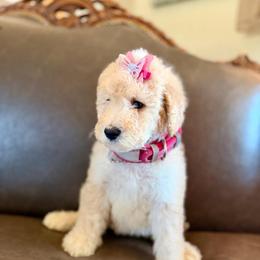 Honor - Red female Bernedoodle puppy in Lookout, California from Remington Kennels, LLC