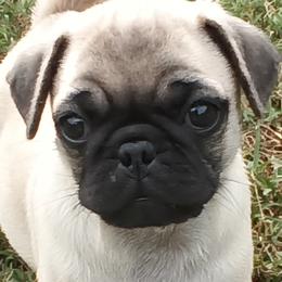 Girl 1 - Fawn female Pug puppy in Marshville, North Carolina from adorable pug puppies
