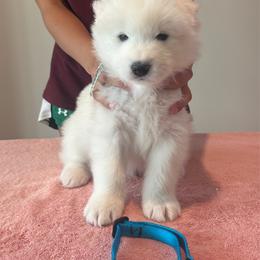 Lt. Blue boy - White and biscuit male Samoyed puppy in Waddell, Arizona from Saratoga Samoyeds