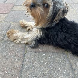 Yorkshire Terrier Puppies from Yorkie Puppies Redwood Ranch Chicago