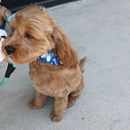 Cockapoo, Goldendoodle, and Maltipoo All Grown Up from Southern Belle Doodles