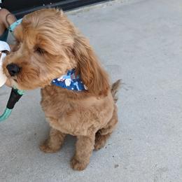 Cockapoo, Goldendoodle, and Maltipoo All Grown Up from Southern Belle Doodles