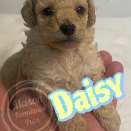 Daisy - Golden female Cockapoo puppy in Anniston, Alabama from Mason Farmhouse Poodles, Doodles & Poos (Breeding & Stud Services)