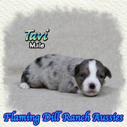 Tavi - Blue merle male Toy Australian Shepherd puppy in Forestburg, Texas from Flaming Dill Ranch Aussies
