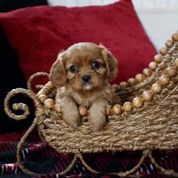 Shimmer - Ruby female Cavalier King Charles Spaniel puppy in Lula, Georgia from Cavaliers by Crumley