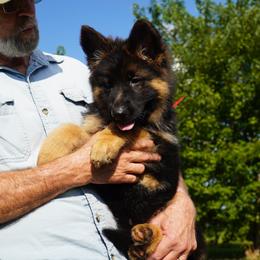 Red collar - Black and red female German Shepherd puppy in Chrisney, Indiana from Indiana German Shepherds