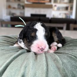 Mint - Tri-color female Bernedoodle puppy in Indiahoma, Oklahoma from Farm Fresh Doodles