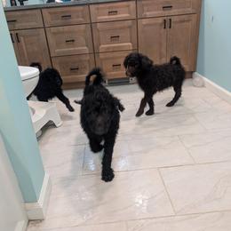 Australian Labradoodle Puppies from Pawlite Best Friends