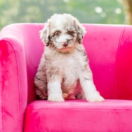 Aussiedoodle, Bordoodle, Goldendoodle, and Sheepadoodle Puppies from Crooked Creek Doodles and Poodles