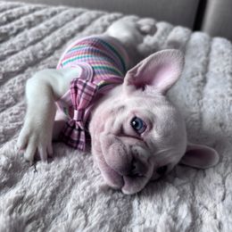 Zuri - White female French Bulldog puppy in North Las Vegas, Nevada from Legacy Luxe Frenchies