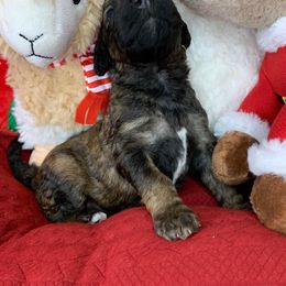 Poodle Puppies from Wonderland Kennel