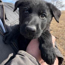 German Shepherd Puppies from Czech Working Lines
