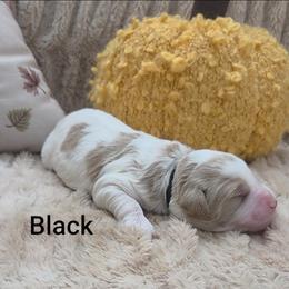 Black Collar - Parti male Goldendoodle puppy in Fayetteville, North Carolina from Frannie's Goldendoodle Puppies