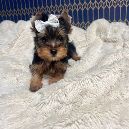 Boy 1 - Black and tan Yorkshire Terrier puppy in San Jose, California from Precious Yorkies