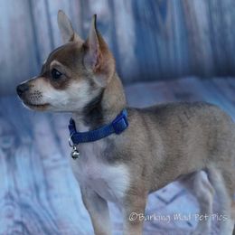 Chihuahua Puppies from Dauntless Chihuahuas