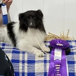 Oakley - Shetland Sheepdog