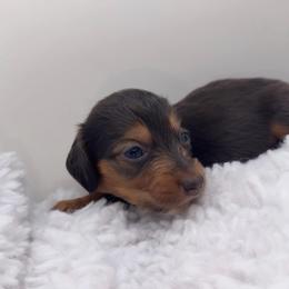 Girl 1 - Gray (blue) and tan female Dachshund puppy in Bakersfield, California from KC Doxies