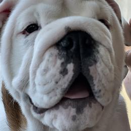 Toad - White male Bulldog puppy in Fayettville Ar, Arkansas from Ozark Bulldogs