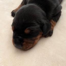 Girl 4 - Black and rust female Doberman Pinscher puppy in Fort Lauderdale, Florida from Lakewood European Dobermann Kennel