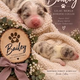 Bailey girl - Lilac merle female Border Collie puppy in Fairview, Tennessee from Hoffman Forest Acres LLC