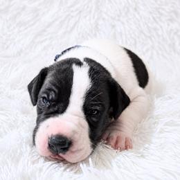 Snow - Black and white male Great Dane puppy in Montgomery, Texas from KD Sweet Southern Danes