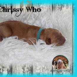 Chrissy Who - Golden female Golden Retriever puppy in Anson, Texas from Diamond Bar N Ranch