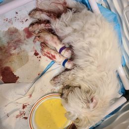 Coton de Tulear Puppies from Classy Cotons