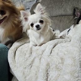 Chihuahua Puppies from Pretty Little Chis