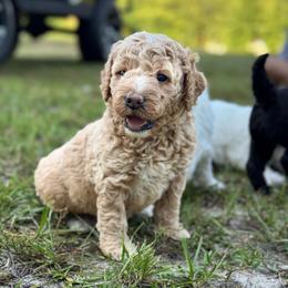 Cameo - Apricot female Goldendoodle puppy in Paxville, South Carolina from Pack Street Pups