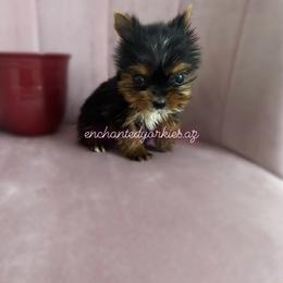 Yorkshire Terrier Puppies from Enchanted Yorkies