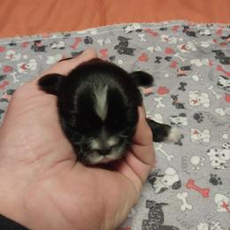 Boy 1 - Black and white male Shih Tzu puppy in Eastanollee, Georgia from G & J Shih Tzu