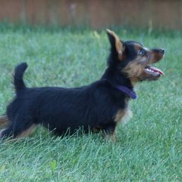 Girl 1 - Blue and tan female Australian Terrier puppy in Waupaca, Wisconsin from ZoeZoo Australian Terriers