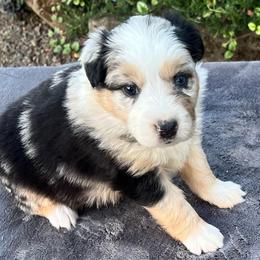 Lucy - Red merle female Australian Shepherd puppy in Lebanon, Oregon from Mount Hope Aussies