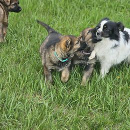 German Shepherd Puppies from Von Thomson Haus