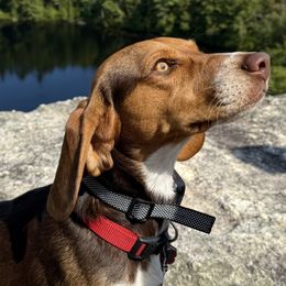 Beagle puppies from Westwood Beagles