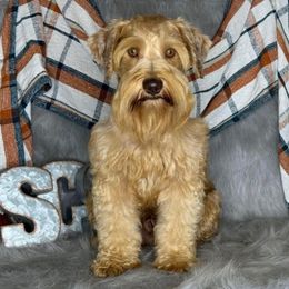 Teddy Red Man - Miniature Schnauzer
