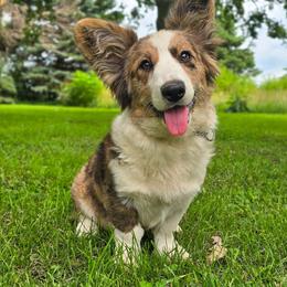 Cardigan Welsh Corgi puppies from Highplains Herders