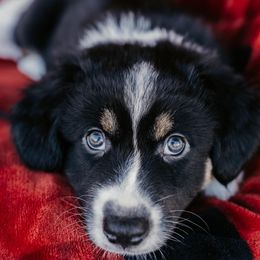 Australian Shepherd Puppies from Farmhouse Aussies
