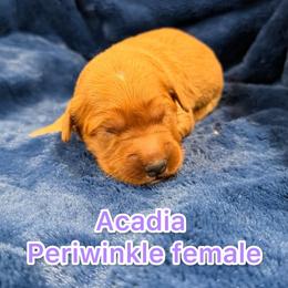 Periwinkle - Dark golden female Golden Retriever puppy in Salt Lake City, Utah from Soaring golden retrievers