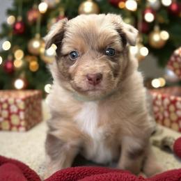 John - Red merle male Australian Shepherd puppy in Nicholasville, Kentucky from Sugar Creek Aussies