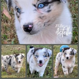 Jubilee, BMF - Blue merle female Australian Shepherd puppy in Huntington, Texas from JKKJ Farms