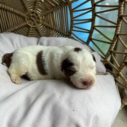 Spot - Red tri-color male Australian Shepherd puppy in Grants Pass, Oregon from Carmel Mountain Aussies