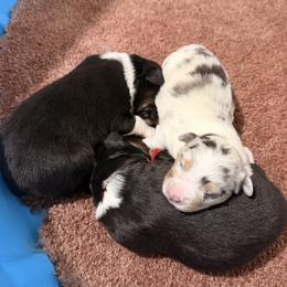Australian Shepherd puppies from Aussies Of Circle H