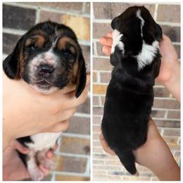 Female 5 - Black brown and white female Basset Hound puppy in Red Bay, Alabama from Maple Street Bassets