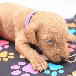 Purple - Caramel female Labradoodle puppy in Lexington Park, Maryland from SUNNY SIDE DOODLES
