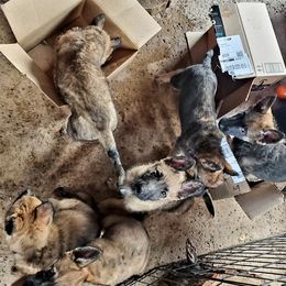 Belgian Laekenois Puppies from Cal Curly Coats Belgian Laekenois