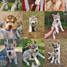 Siberian Husky Puppies from Lunter's Heaven Huskies