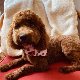 Apple - Goldendoodle